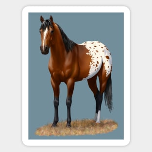 Beautiful Brown Bay Appaloosa Quarter Horse Magnet